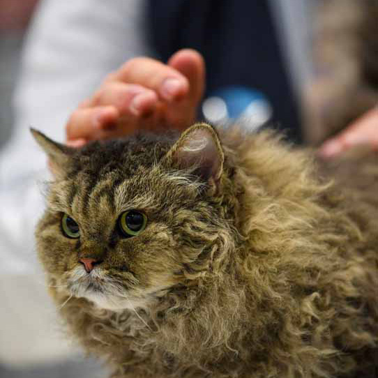 Wystawa kotów w Brocknell w Anglii, kot Kot LaPerm długowłosy, 2022
