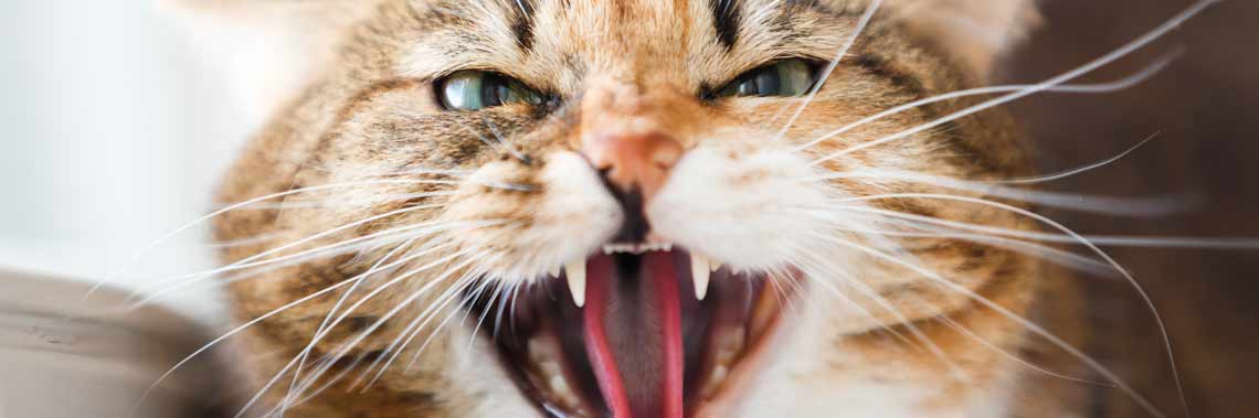 artykuł - agresja u kotów, zdjęcie główne