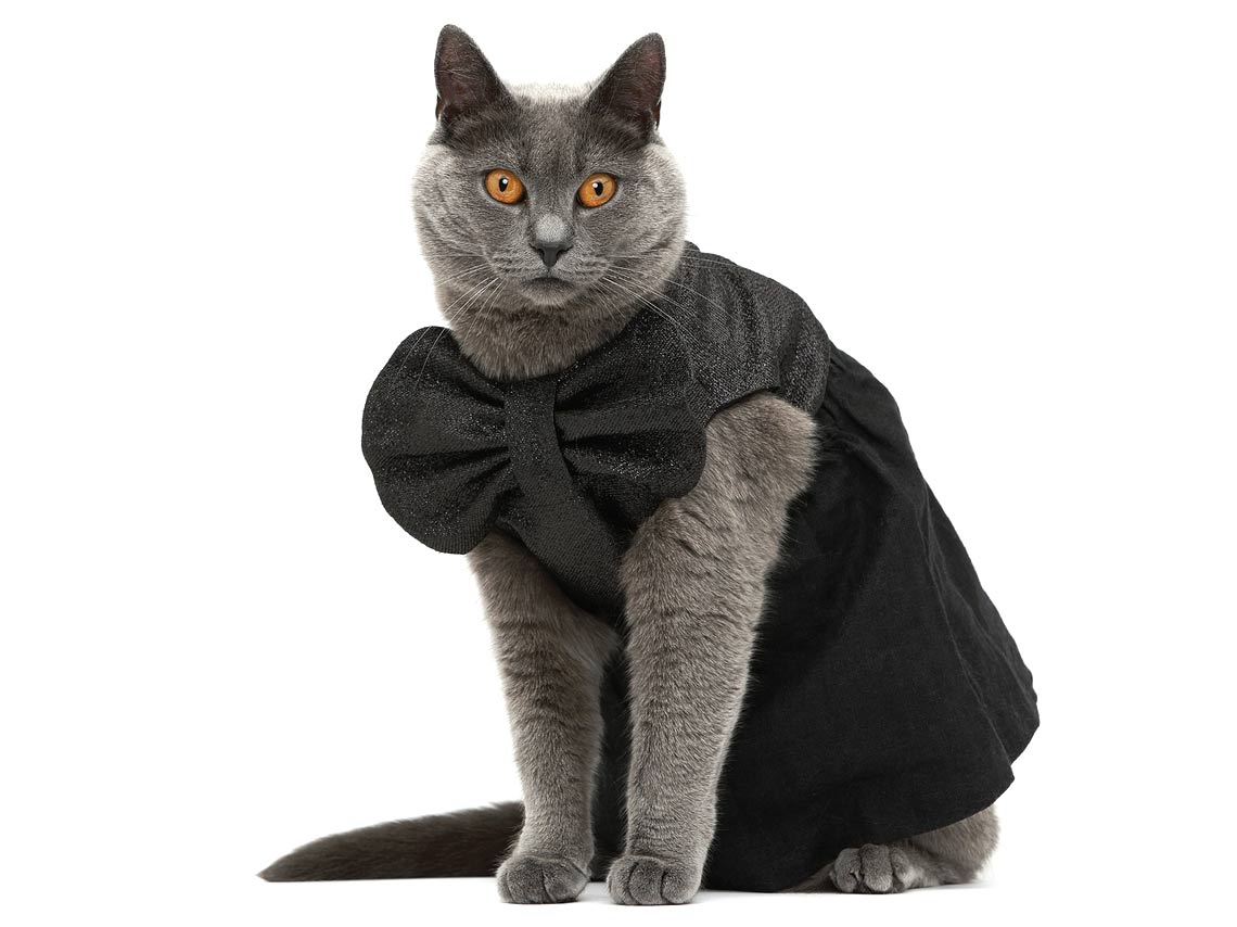 artykuł - Kocia moda, ubrania dla kotów