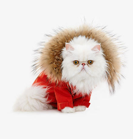 Kalendarz z kotami - 2013, Kot  Perski Biały