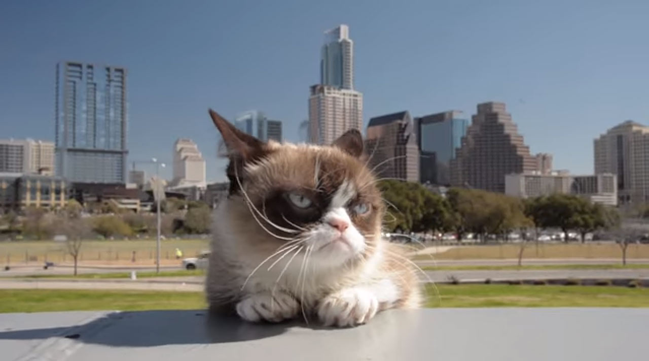 Kot Grumpy