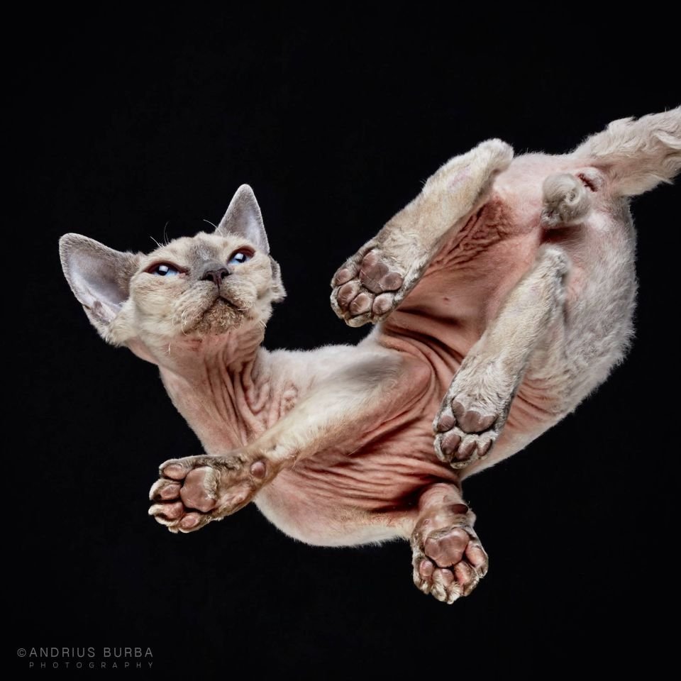 Zdjęcia kotów rasowych od dołu, Andrius Burba, Kot Devon Rex