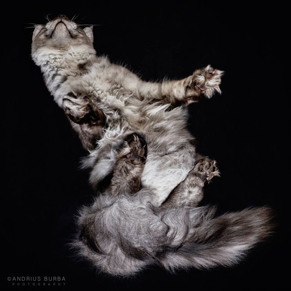 Zdjęcia kotów rasowych od dołu, Andrius Burba, Kot Maine Coon