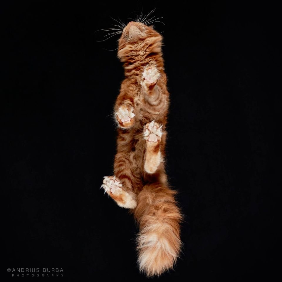 Zdjęcia kotów rasowych od dołu, Andrius Burba, Kot Maine Coon