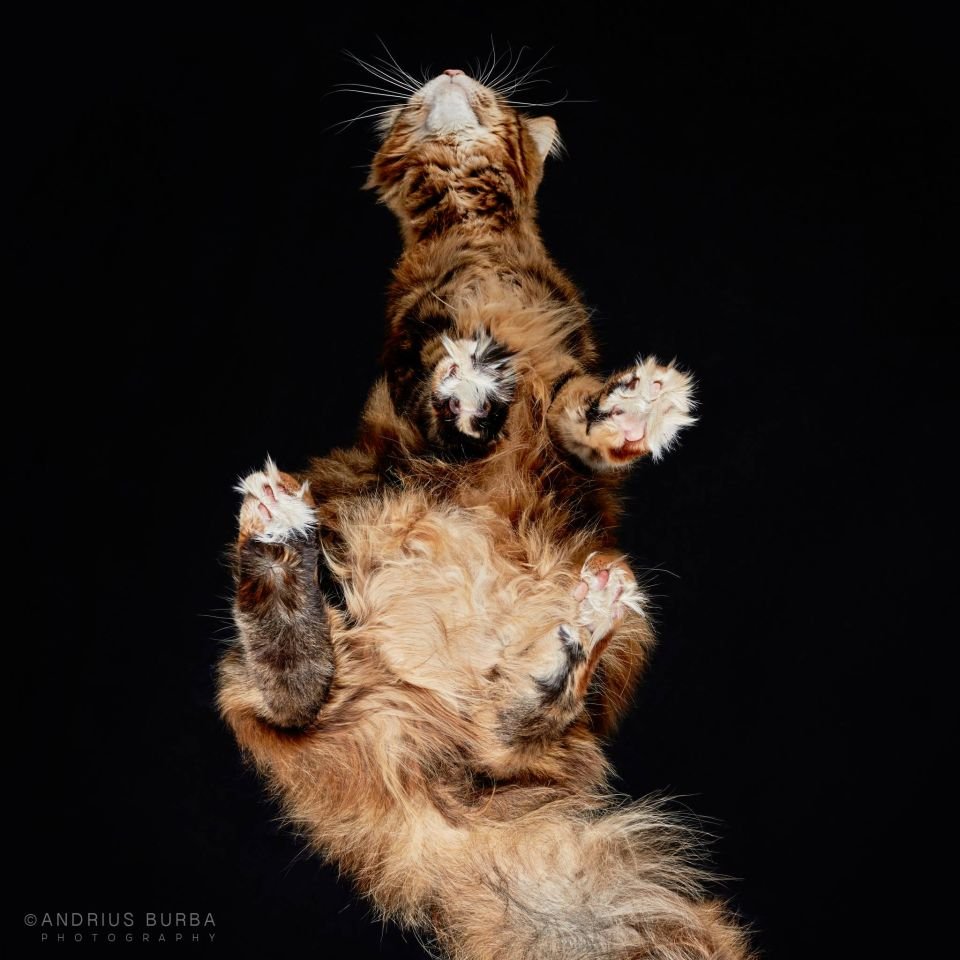 Zdjęcia kotów rasowych od dołu, Andrius Burba, Kot Maine Coon