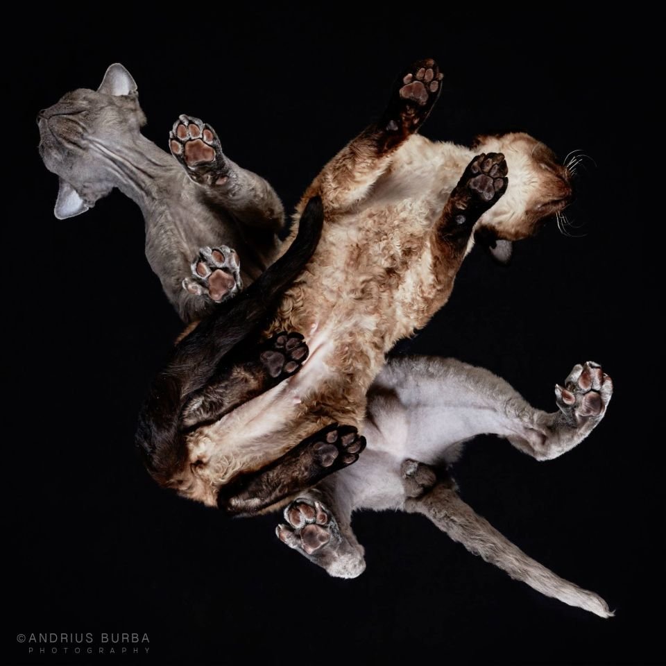 Zdjęcia kotów rasowych od dołu, Andrius Burba, Kot Devon Rex