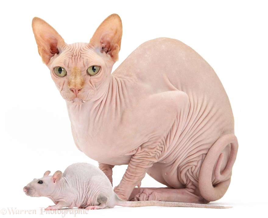 Zwierzęta o podobnej maści, szczur i kot