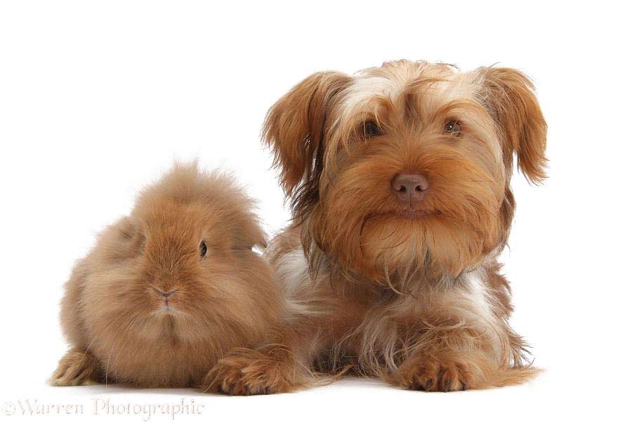 Zwierzęta o podobnej maści, pies i królik