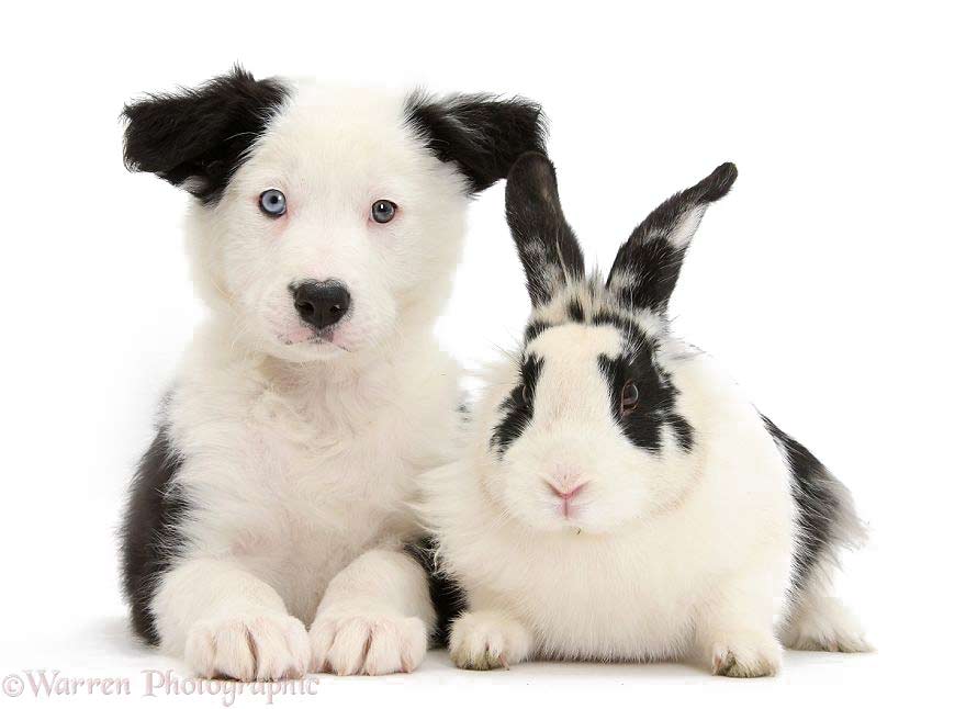 Zwierzęta o podobnej maści, pies i królik
