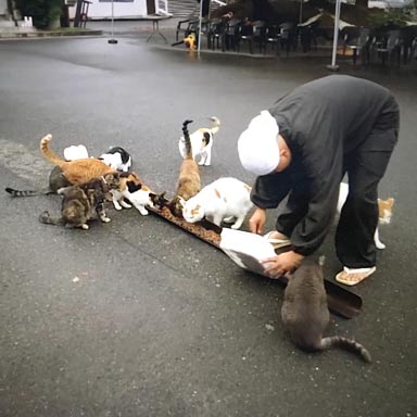 Mnisi i koty świątyni kotów w Japonii