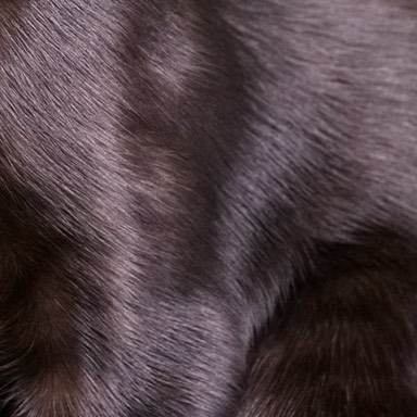 futro kota orientalnego krótkowłosego