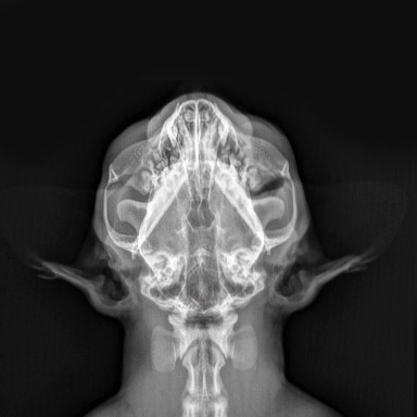 Głowa kota, kości, RTG
