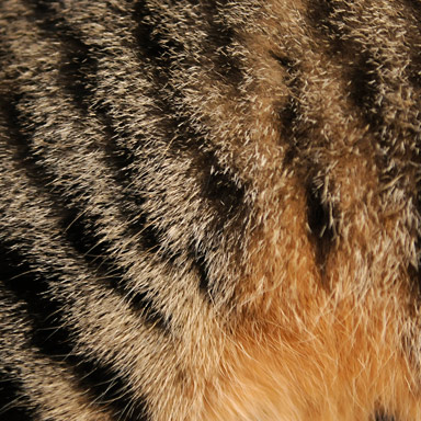 futro kota pręgowane, brązowe