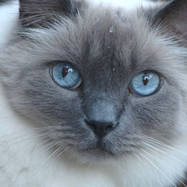 kolor futra kota himalajskiego - niebieski point