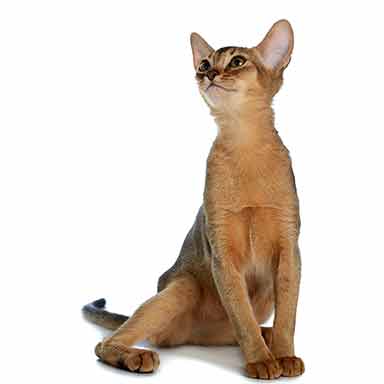 Kot Abisyński, kolor futra zwykły, kot rasowy