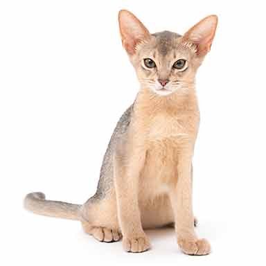 Kot Abisyński - kolor futra niebieski, kot rasowy