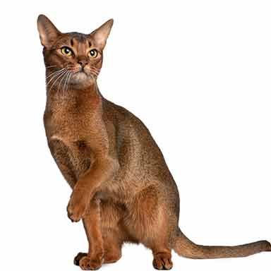 Kot Abisyński - kolor futra gniady, kot rasowy