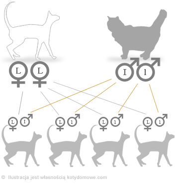 Krzyżówki kotów - jakie koty z pary persa i orirntalnego