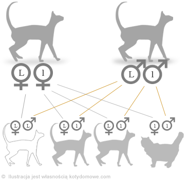 Krzyżówki kotów - genetyka