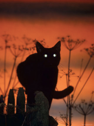 Odblask źrenicy w nocy - świecące oczy kota