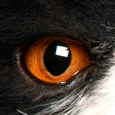 oko kota, kolor - kolor bursztynowy