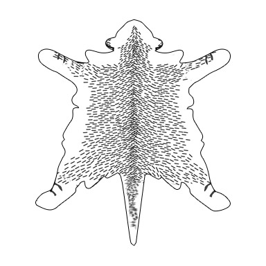 Rodzaj deseniu futra kota - typ punktowy taki jak syjamski lub pręgowane punkty.