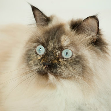 Rodzaj deseniu futra kota - typ punktowy szylkretowy.