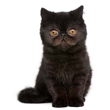 kot egzotyczny czarny - krępa budowa, płaska okrągła twarz, krótkowłosy