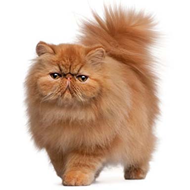 kot perski czerwony - krępa budowa, płaska okrągła twarz, długowłosy