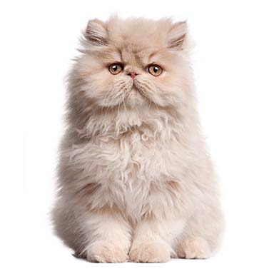 kot perski jednobarwny, liliowy - krępa budowa, płaska okrągła twarz, długowłosy