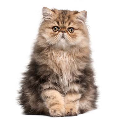kot perski tabby, pręgowany - krępa budowa, płaska okrągła twarz, długowłosy