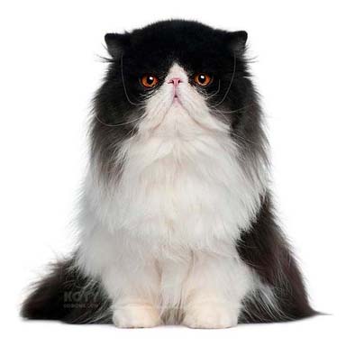 kot perski bikolor, dwukolorowy - krępa budowa, płaska okrągła twarz, długowłosy