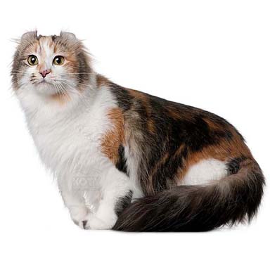kot amerykański curl długowłosy - wyglad i budowa kota domowego. Końce uszu wygiete do tyłu. Długa sierść.