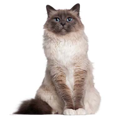 kot święty birmański - duży, muskularny, biały z dymnymi punktami na ogonie uszach i łapach. Palce łap są białe. Oczy niebieskie.