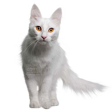 kot turecka angora - przeważnie cały biały z włosami półdługimi i pierzastym ogonem.