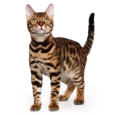 kot bengalski - solidny w budowie, krótkowłosy, sierść brązowo - ruda o deseniu plamek i pregowań jak dziki kot.