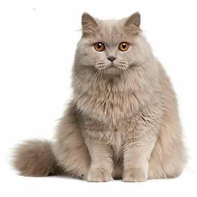 kot brytyjski długowłosy - krempy, okrągła twarz, małe uszy.