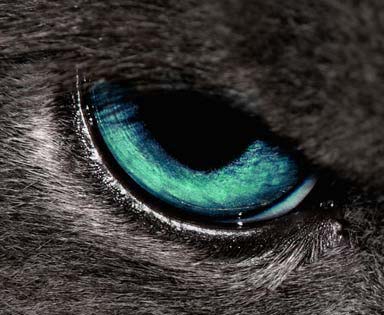 zdjęcie oka kota, artykuł budowa oka i widzenie kota