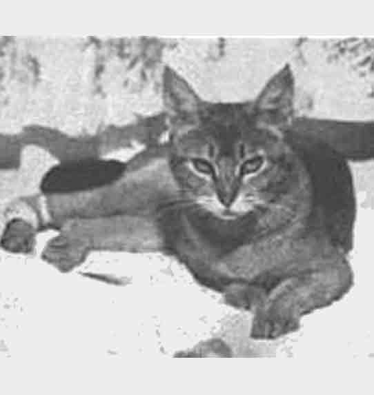 Kot Abisyński, pierwsze zdjęcia zarejestrowanej rasy.