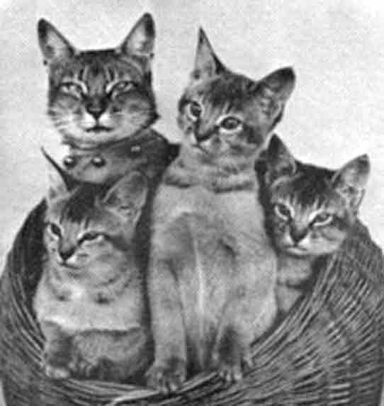 Kot Abisyński, pierwsze zdjęcia zarejestrowanej rasy