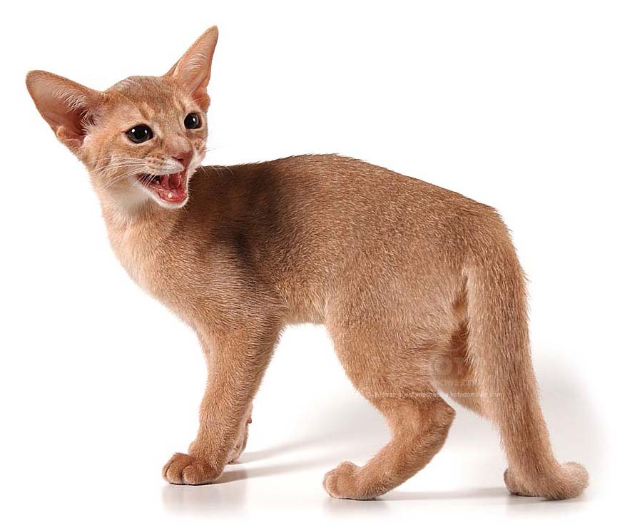 Kot Abisyński - wygląd kota abisyńskiego
