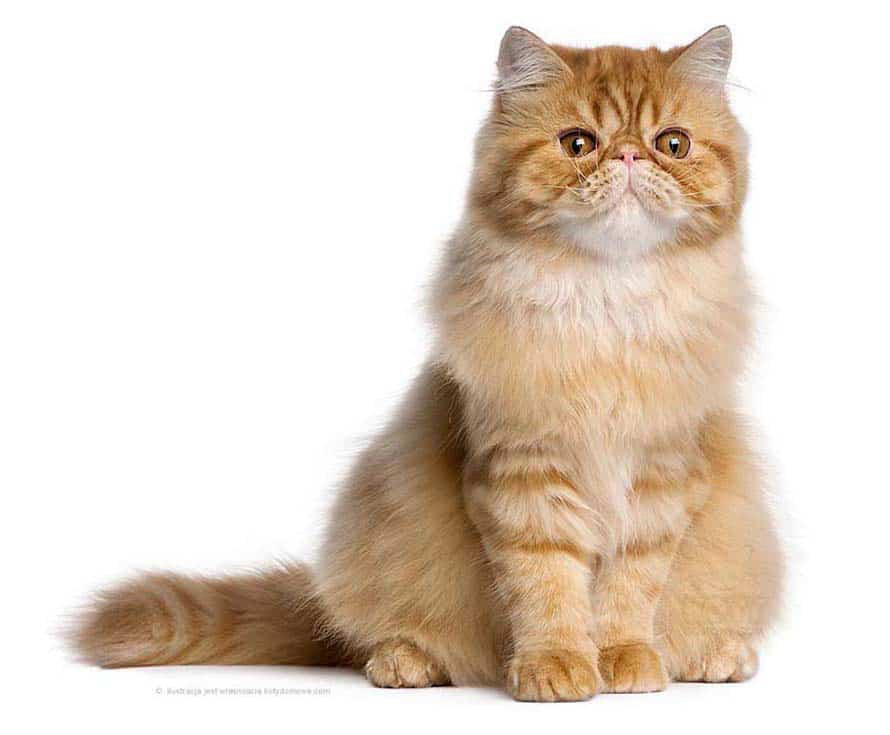 Kot Tabby Perski i Egzotyczny