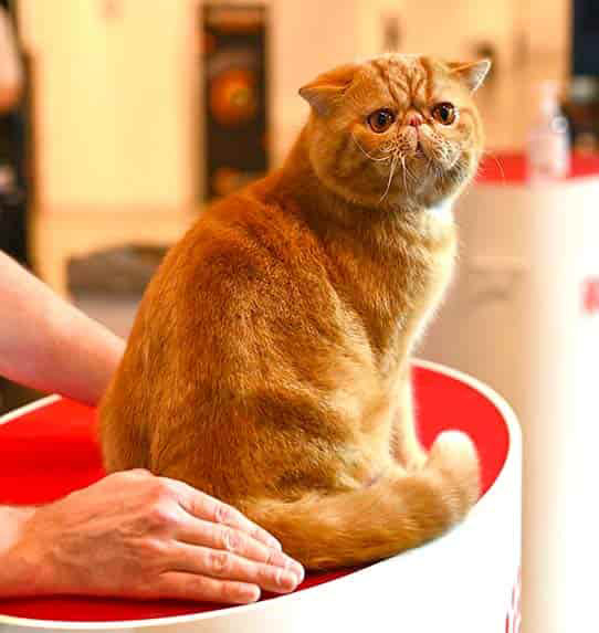 Kot Egzotyczny Tabby, krótkowłosa wersja kota perskiego