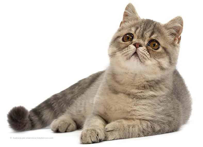 Kot Perski Tabby, Pręgowany