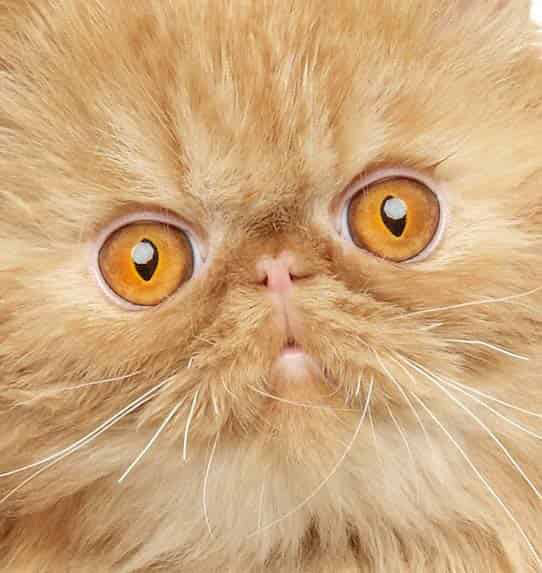 Kot Złoty Tabby, pręgowany, wygląd