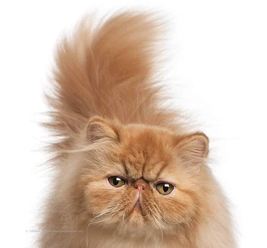 Kot Perski Tabby, Pręgowany