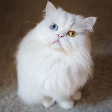 Kot perski biały z róznymi kolorami oczu