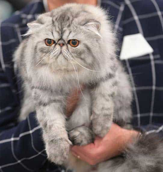 Kot Perski Srebrny Tabby, wygląd