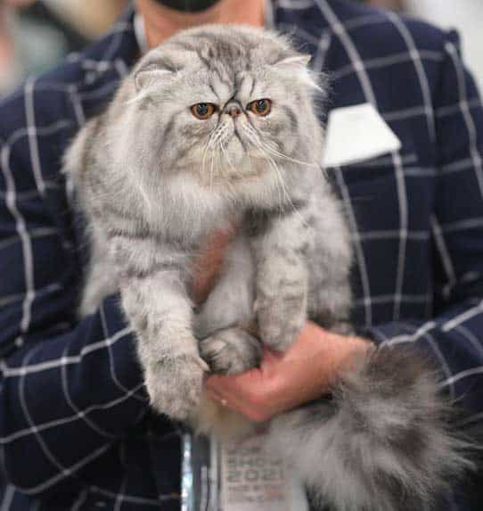 Kot Perski Srebrny Tabby, wygląd