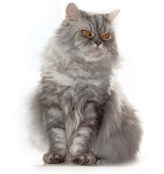 Kot Srebrny Tabby, pręgowany, wygląd